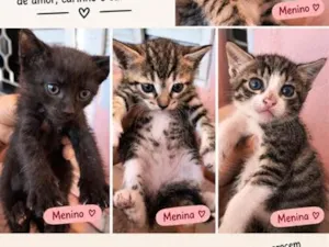 Gato raça SRD-ViraLata idade 2 a 6 meses nome sem nome 