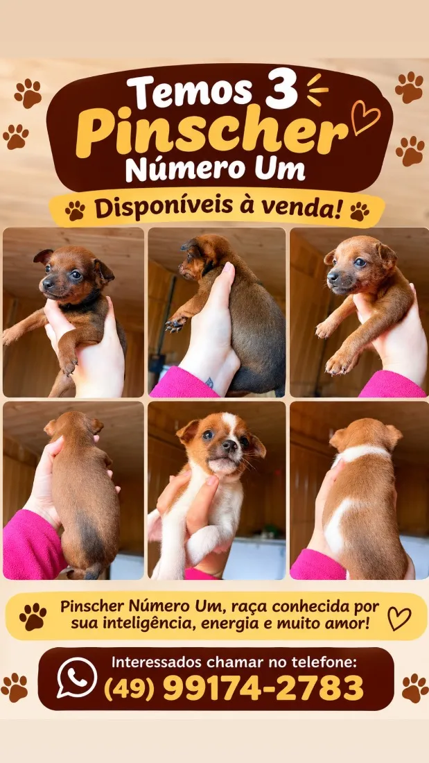 Cachorro raça SRD-ViraLata idade 2 a 6 meses nome Estão sem nomes 