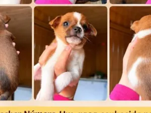 Cachorro raça SRD-ViraLata idade 2 a 6 meses nome Estão sem nomes 