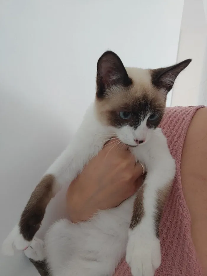 Gato raça SRD-ViraLata idade 2 a 6 meses nome Yuko