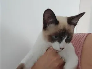 Gato raça SRD-ViraLata idade 2 a 6 meses nome Yuko