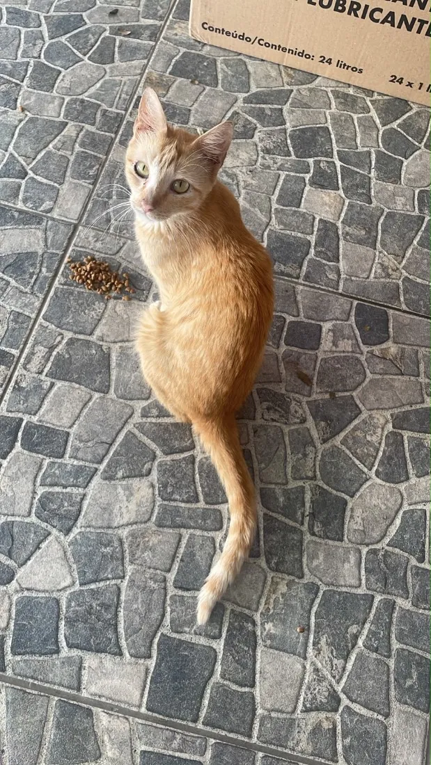 Gato raça SRD-ViraLata idade 7 a 11 meses nome Laura