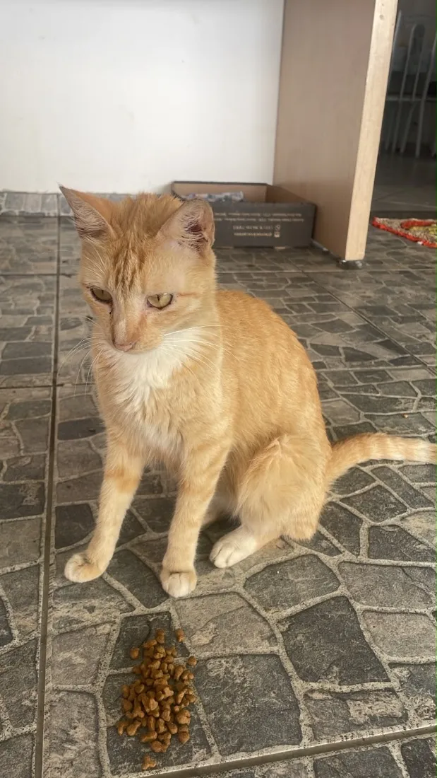 Gato raça SRD-ViraLata idade 7 a 11 meses nome Laura
