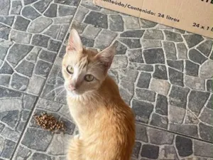 Gato raça SRD-ViraLata idade 7 a 11 meses nome Laura