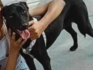 Cachorro raça SRD-ViraLata idade 1 ano nome Belinha