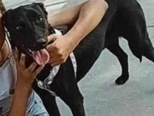 Cachorro raça SRD-ViraLata idade 1 ano nome Belinha