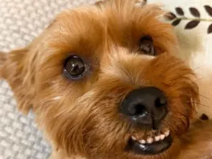 Cachorro raça Yorkshire idade 2 anos nome Kobe