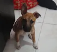 Bella 
