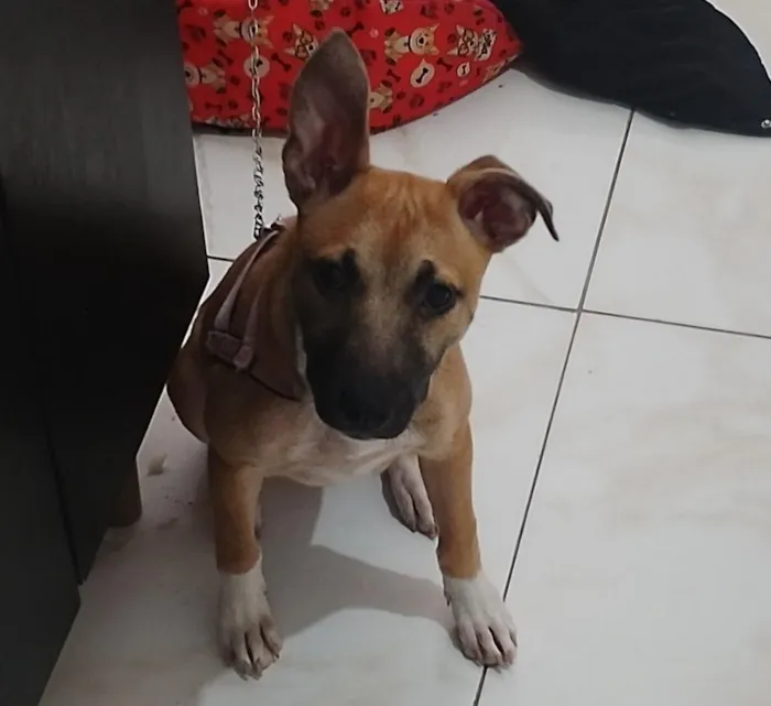 Cachorro raça SRD-ViraLata idade 7 a 11 meses nome Bella 