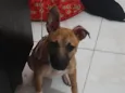 Bella 