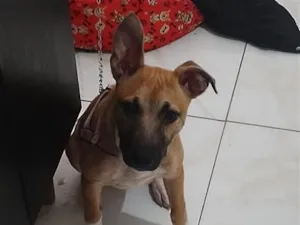 Cachorro raça SRD-ViraLata idade 7 a 11 meses nome Bella 