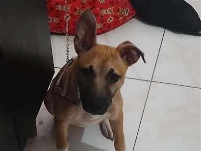Cachorro raça SRD-ViraLata idade 7 a 11 meses nome Bella 