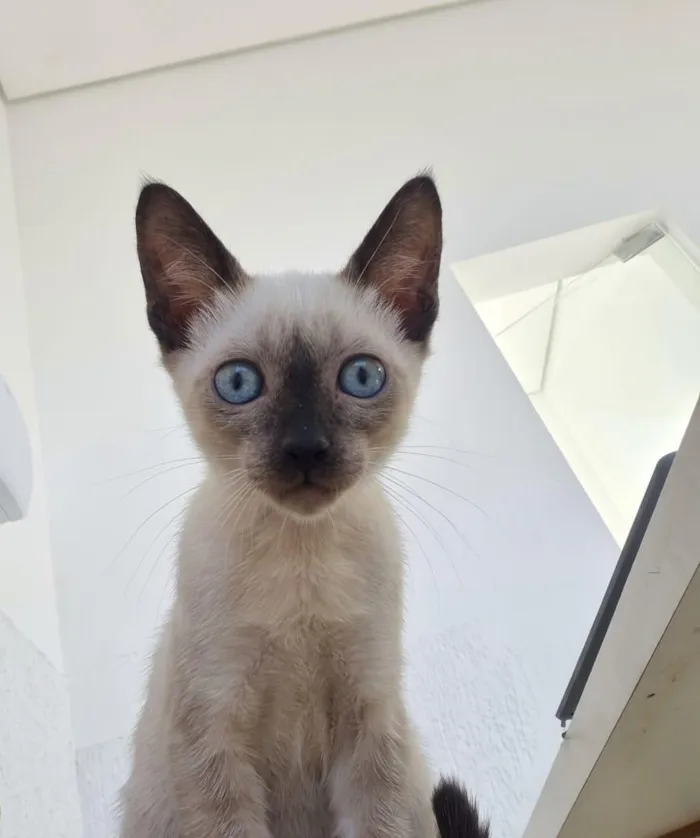 Gato raça Siamês idade Abaixo de 2 meses nome Sem nome