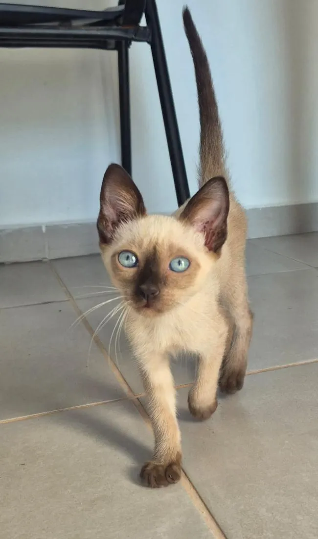 Gato raça Siamês idade Abaixo de 2 meses nome Sem nome