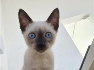 Gato raça Siamês idade Abaixo de 2 meses nome Sem nome