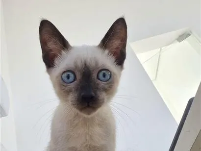 Gato raça Siamês idade Abaixo de 2 meses nome Sem nome