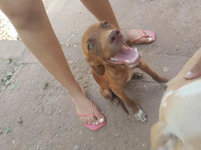 Cachorro raça SRD-ViraLata idade 2 a 6 meses nome chocolate e dex