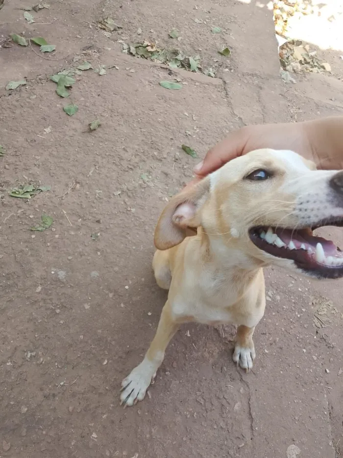 Cachorro raça SRD-ViraLata idade 2 a 6 meses nome chocolate e dex