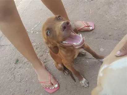 Cachorro raça SRD-ViraLata idade 2 a 6 meses nome chocolate e dex