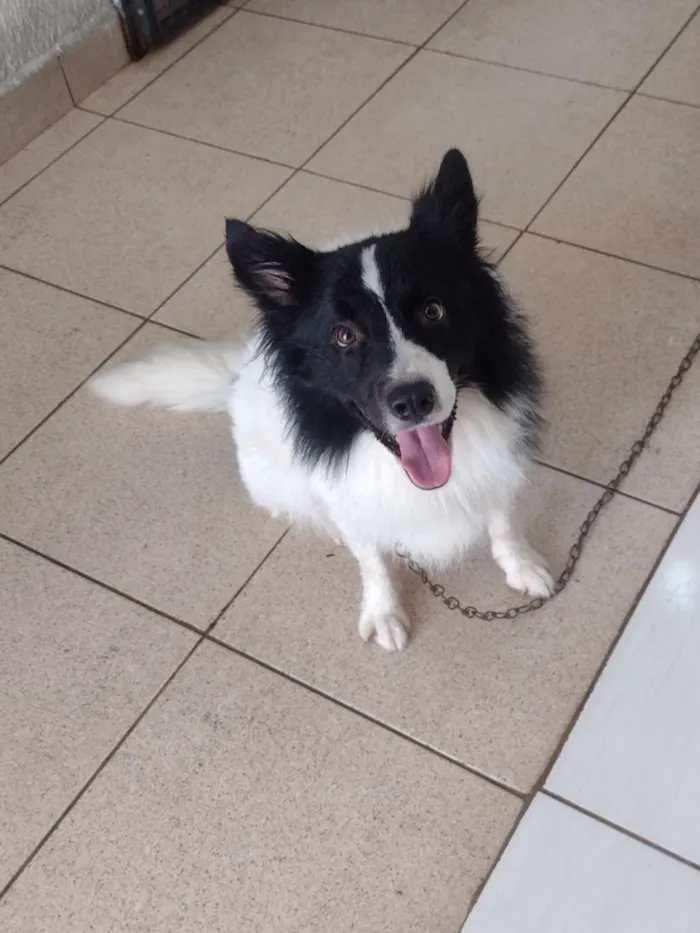 Cachorro raça Poodle idade 3 anos nome Bibow