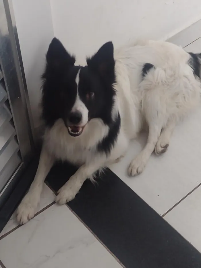 Cachorro raça Poodle idade 3 anos nome Bibow