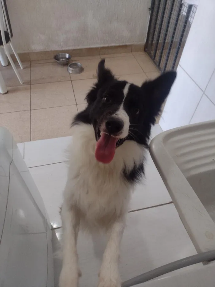 Cachorro raça Poodle idade 3 anos nome Bibow