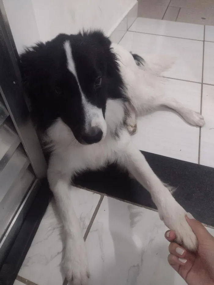 Cachorro raça Poodle idade 3 anos nome Bibow