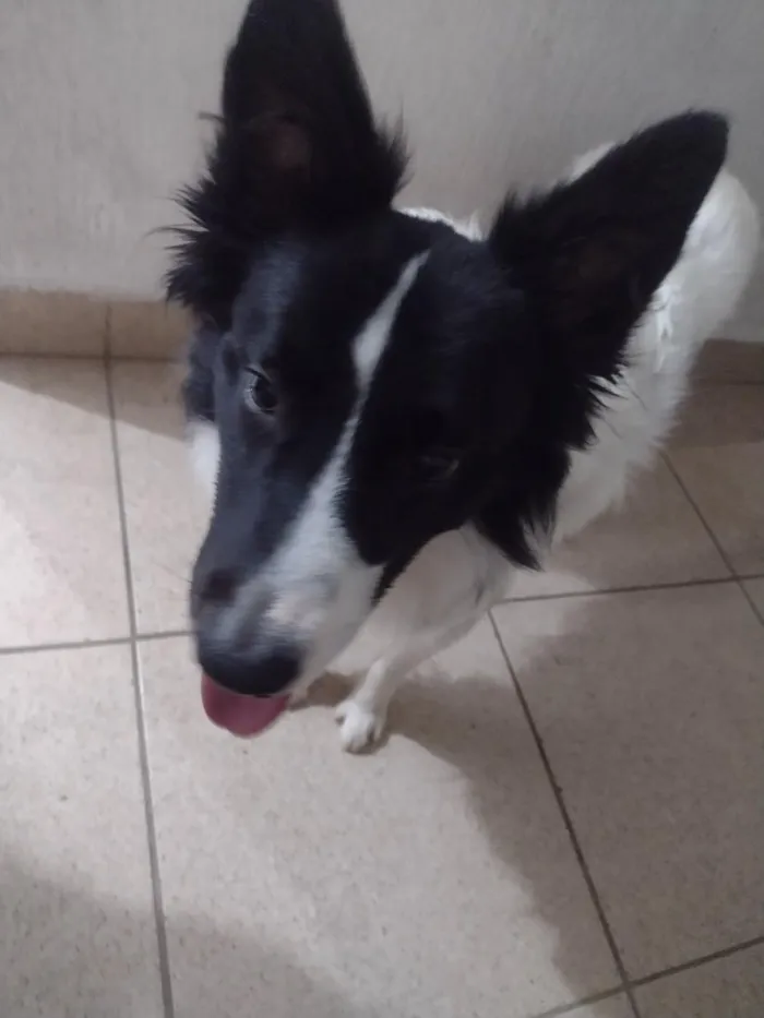 Cachorro raça Poodle idade 3 anos nome Bibow