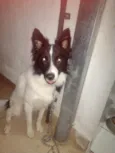 Bibow