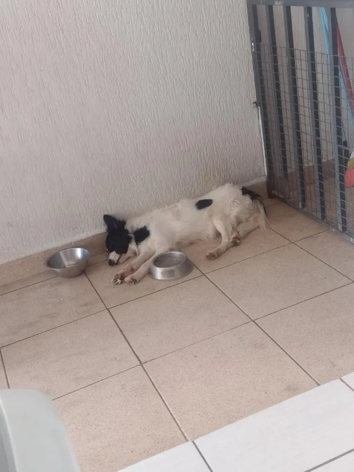 Cachorro raça Poodle idade 3 anos nome Bibow