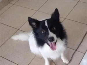 Cachorro raça Poodle idade 3 anos nome Bibow