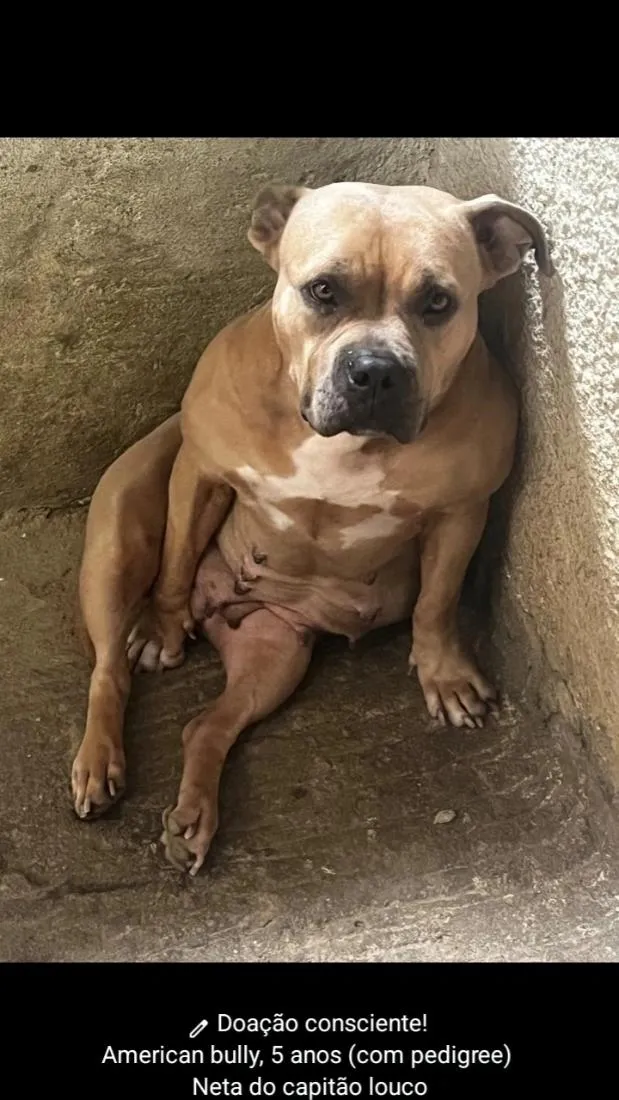 Cachorro raça Pit-Bull idade 5 anos nome migga