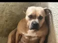 migga
