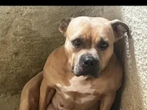 Cachorro raça Pit-Bull idade 5 anos nome migga