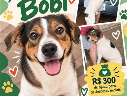 Cachorro raça SRD-ViraLata idade 3 anos nome Bobi