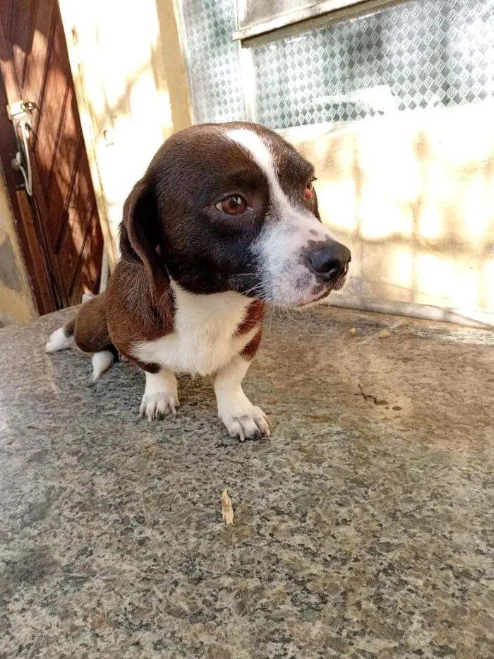 Cachorro raça SRD-ViraLata idade 2 anos nome Breno 