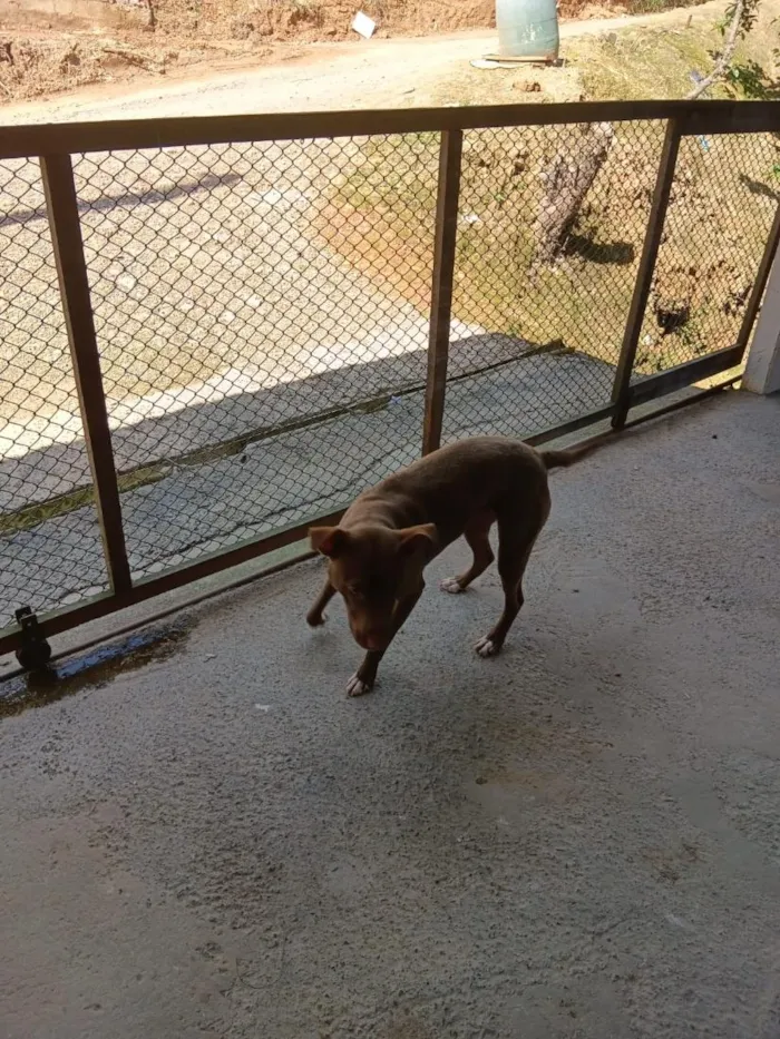 Cachorro raça SRD-ViraLata idade 1 ano nome Maggie