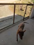 Maggie