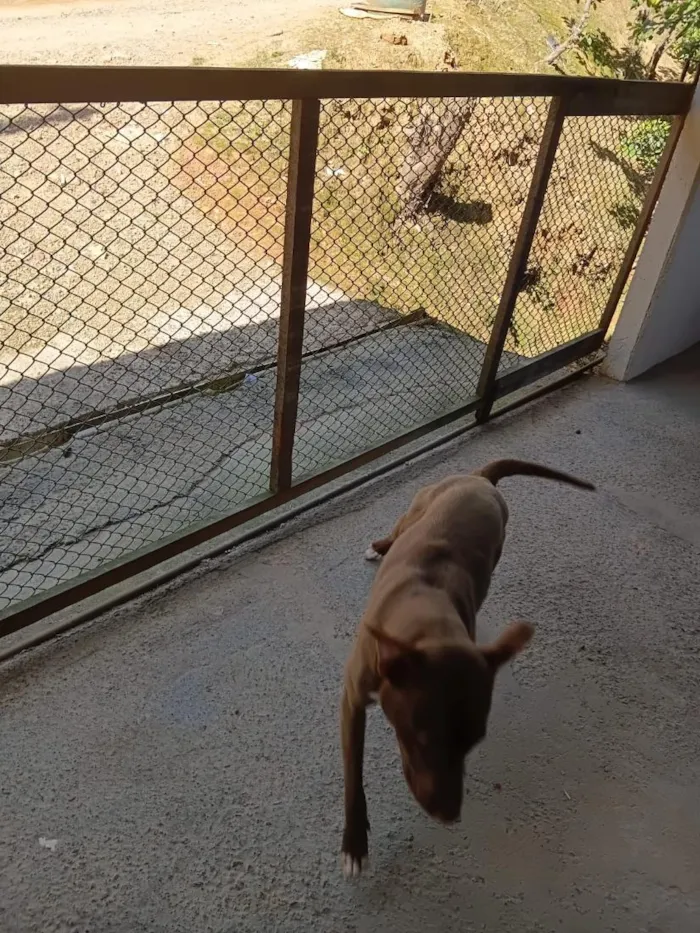 Cachorro raça SRD-ViraLata idade 1 ano nome Maggie