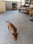 Maggie