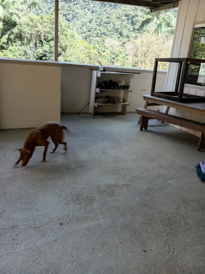 Cachorro raça SRD-ViraLata idade 1 ano nome Maggie