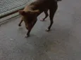 Maggie