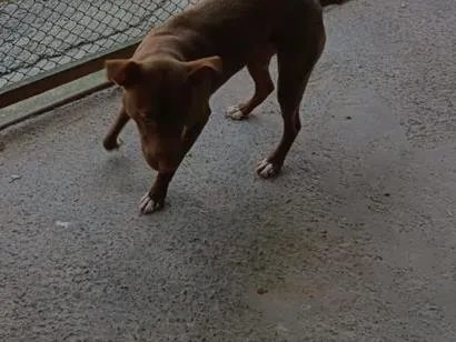 Cachorro raça SRD-ViraLata idade 1 ano nome Maggie