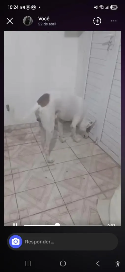 Cachorro raça SRD-ViraLata idade 2 a 6 meses nome Apolo 