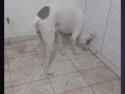 Cachorro raça SRD-ViraLata idade 2 a 6 meses nome Apolo 