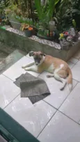 Pingo