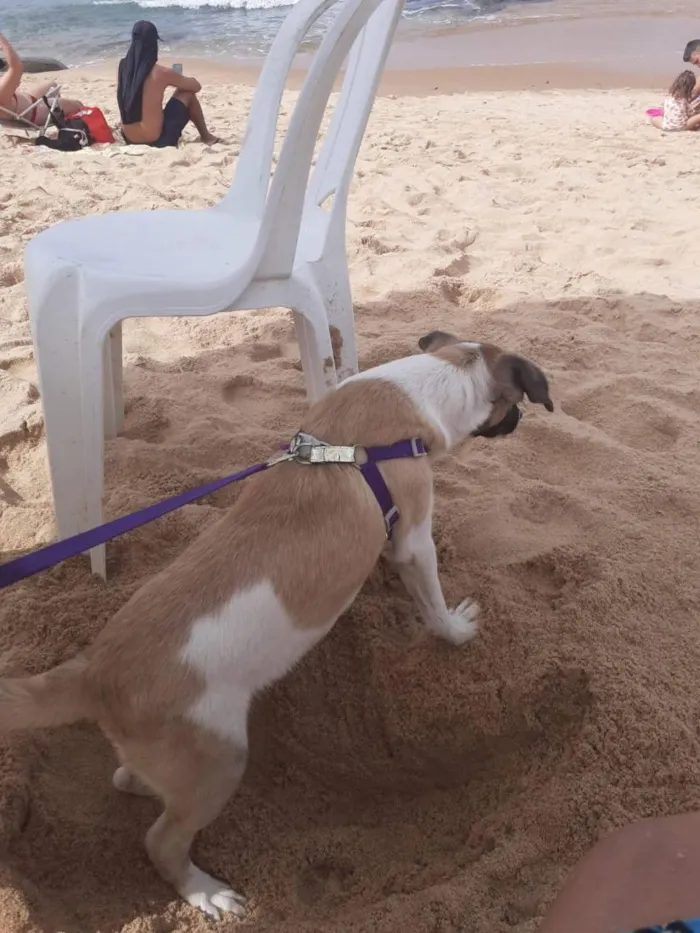Cachorro raça SRD-ViraLata idade 2 a 6 meses nome Pingo