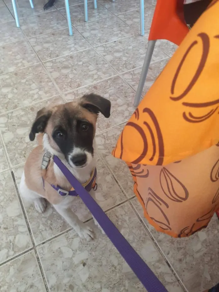Cachorro raça SRD-ViraLata idade 2 a 6 meses nome Pingo