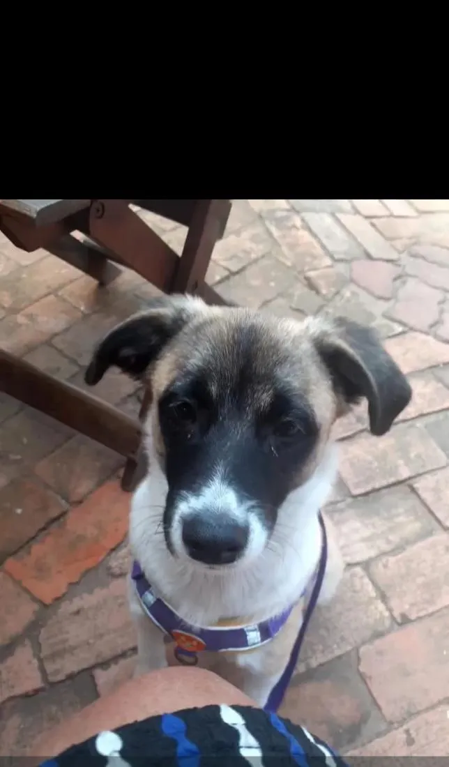 Cachorro raça SRD-ViraLata idade 2 a 6 meses nome Pingo