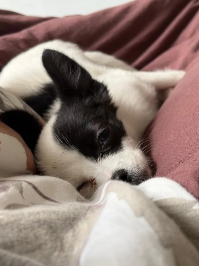 Cachorro raça SRD-ViraLata idade 2 a 6 meses nome Luna